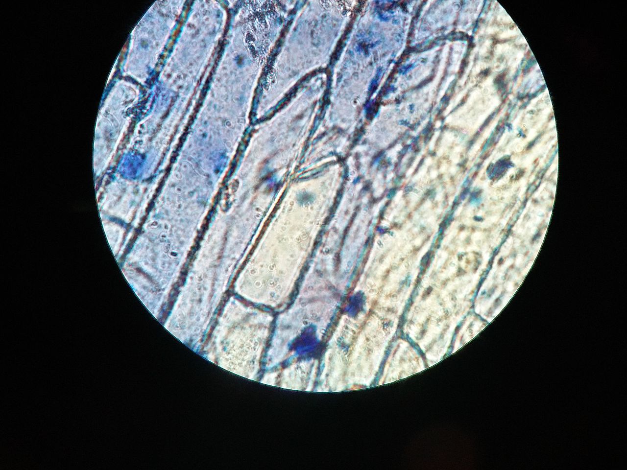Microscopes let’s go to the lab! 5°EP